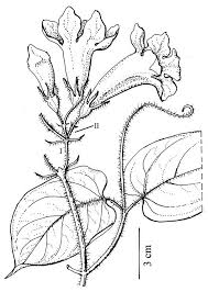 Image result for Bignoniaceae