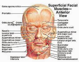 Muscles Of The Face Superficial Facial Muscles Human Anatomy Diagram Free Pdf Epub Medical Books Muscles Of The Face Facial Muscles Head Muscles