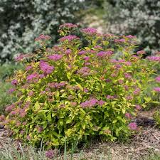 Image result for spirea japonica gold princess
