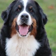 Nos chiots bouvier bernois ont reçu tous leurs vaccins. Elevage De Bouvier Bernois En Pays De La Loire