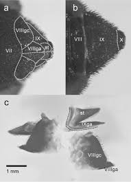 Image result for Terminalia brachystemma ×  sericea