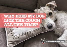 Why Does My Dog Lick The Couch All The Time How To Stop It