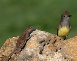 Image result for Fadogia arenicola