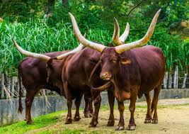 Fostering an inclusive, empowered society. President Cyril Ramaphosa Sells Nine Cattle Worth R2 7 Million