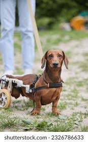 Image result for invalid dog wheelset