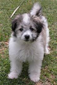 Black And White Maltese Puppy Front View A Fuzzy Small White With Tan And Black Maltese Poodle Mix Puppy Is Standing Outside In Grass Poodle Mix Poodle Mix Puppies Mixed Breed Puppies