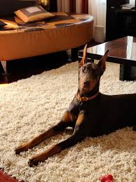 Check spelling or type a new query. Doberman Pinscher For Sale In New Jersey 26 Petzlover