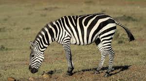 Collections for boys and girls from 6 months to 12 years. A New Explanation For Zebra Stripes Science Aaas