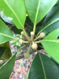 Image result for Manilkara