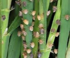 Image result for cara menanggulangi hama padi