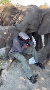 KT is surrounded by love! 💛 Our handlers earn the trust of our orphaned  babies through patience, care, and affection. Baby elephants are naturally  social, forming tight bonds as they travel together ...