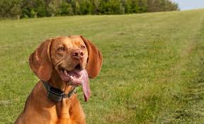 This can range from barking excessively, in which. 6 Best Vibrating Dog Collars For Training Your Dog Shock Free
