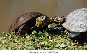 Image result for Pseudechinolaena