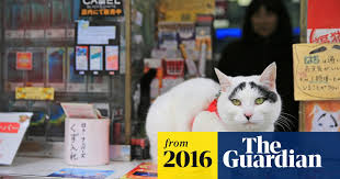 In a time when the vast majority of superstitions are in much of england, a cat crossing has now come full circle and is simply considered good luck, and in some areas, cats are given to brides as lucky gifts. Japanese Tourists Flock To See Hachi The Cat With Lucky Eyebrows Japan The Guardian