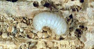 Les Vrillettes Le Blog De Anedi Diagnostic Immo Vers De Bois Coleoptere