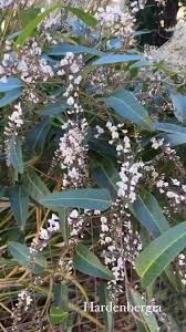 Image result for Emilia violacea