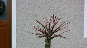 Die harlekinweide ist als busch und als hochstamm erhältlich, und durchaus schnittverträglich. An Die Landschaftsgartner Harlekinweide Beschneiden Pflegen Schneiden Veredeln Green24 Pflanzen Garten Forum