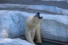 Dec 08, 2020 · 上野動物園の動物をご存知ですか？パンダで有名な上野動物園ですが、他にどんな動物がいるのか、行く前に知っておきたいですよね♡今回は、訪れた際に見てほしい動物を13種類ご紹介します。 ä½å±…å¸‚ä¸­å¿ƒé™„è¿' å¯å'Œå‹•ç‰©å€'ç›¸é‡çš„å ´æ‰€ Tabirai Japan