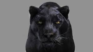 Panther Black 3d Model Black Panther Cat Panther Panther Cat
