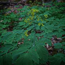 Image result for Blue Cohosh