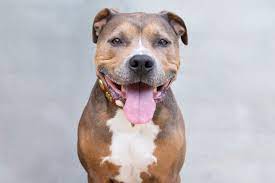 Bella is a 1.5 year old lab/pitbull mix who is loveable and fun. 5 Types Of Pit Bull Dog Breeds