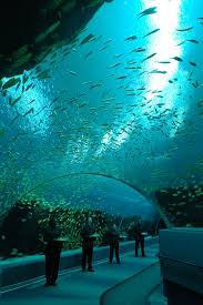 A Fintastic Deal Save 11 On Your Georgiaaquarium Total Ticket Click Through To Learn More Georgia Aquarium Dream Vacations Aquarium