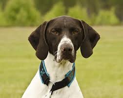Tips and tricks from professionals. Short Haired German Shorthaired Pointer Dog Hunting Dog Bird Dogs Pointing Dogs Animals Pikist