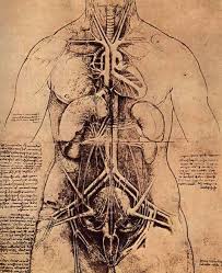 Human body internal parts such as the lungs, heart, and brain, are enclosed within the skeletal system and are housed within the different internal body cavities. Imaginary Body Parts Wonders Marvels