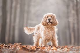 Descubre miles de españoles viviendo en el extranjero. Hd Wallpaper Autumn Leaves Foliage Dog Bokeh Cocker Spaniel Wallpaper Flare