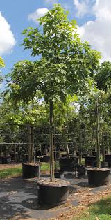 Image result for Bauhinia tomentosa