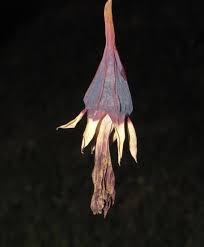 Image result for Canarina