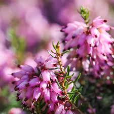 Image result for Erica