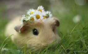 Animal background for mobile hd wallpapers. Cute Animal Background Wallpaper 1680x1050 12367