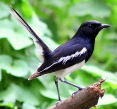 Jenis burung decu kembang, cara merawat decu kembang, daftar harga burung decu kembang terbaru, cara mengobati decu kembang, pakan terbaik decu kembang agar cepat gacor. Citcuit Id Situs Burung Kicau Terpercaya