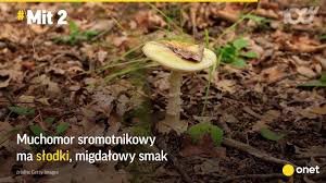 Zapraszamy na ryby i grzyby !!!! Smardz Jadalny Wystepowanie Wlasciwosci Jak Odroznic Smardze Od Innych Grzybow