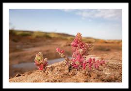 Image result for Suaeda sp. B