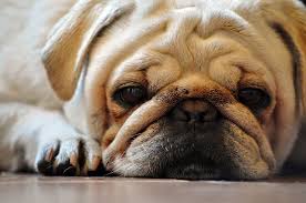 Image result for pug