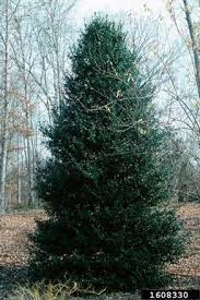 Maybe you would like to learn more about one of these? Scepter Holly Ilex X Scepter Integra X Altaclerensis Hodginsii