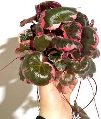 Image result for Begonia horticola