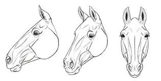 How To Draw Horses Head 35 Horse Drawings Horse Face Drawing Horse Drawing Tutorial