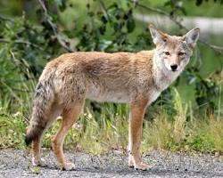 Image of Coyote in Texas