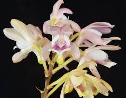 Image result for Eulophia schweinfurthii