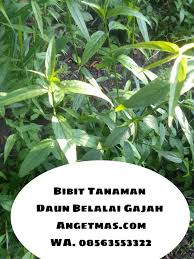 Ekstrak sabah snake grass (ssg) daun belalai gajah telah meluas digunakan di serata pelosok asia dalam. Tanaman Daun Belalai Gajah Sabah Snake Grass Manfaat