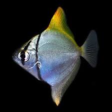 Image result for Monotes hypoleucus