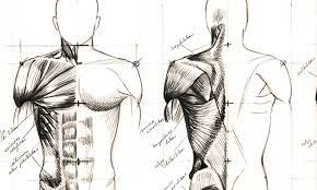 Maybe you would like to learn more about one of these? Easy Steps To Figure Drawing Anatomy Of Male Female Body Istudy