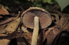 Image result for Macrotyloma stenophyllum