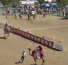 When they'll load back in the starting gate and make this little ghost town the most exciting spot on earth, again, if only for a fleeting moment! Ostrich Camel Racing In Virginia City Nv Where Are Sue Mike