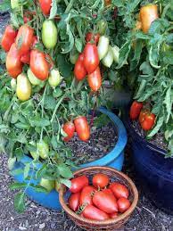 Check spelling or type a new query. How To Grow Roma Tomatoes Growing Roma Tomatoes Growing Tomato Plants Tomato Garden