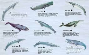 whale chart whales a new hope