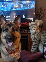 The dogs have looked after us in. Magnus And Summit Pure Bred Shepherd And Maine Coon Germanshepherds